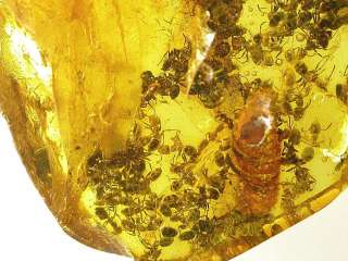   dimensions of amber stones mm 31 x 26 x 7 1 inch 25 4 mm dimensions