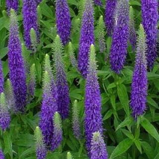 Royal Candles Speedwell Plant V1372CL  