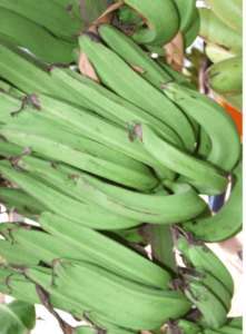 Musa AAB Group KLUAI NIU CHARACHE Plantain Banana Free Phytosanitary 