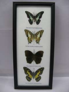 echte exotische Schmetterlinge im Glas Schaukasten 60  