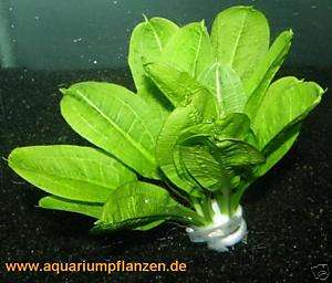 Bund Echinodorus parv. Tropica, Schwertpflanze  