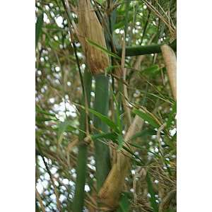 Bambus Fargesia yunnanensis (Borinda yunnanensis) 10 Samen  
