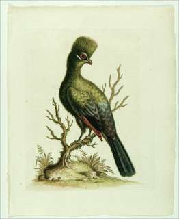 1745 Antique George Edwards Bird Print ~ TOURACO  