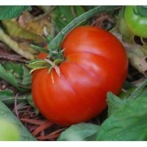  Tomato Beefsteak Seeds 600mg Pkg Patio, Lawn & Garden