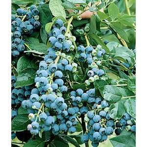  Blueberry, Jersey 1 Plant Patio, Lawn & Garden