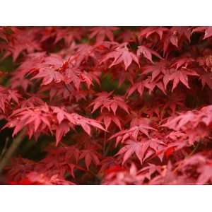  Tree Branches with Bright Red Fall Leaves Photographic 