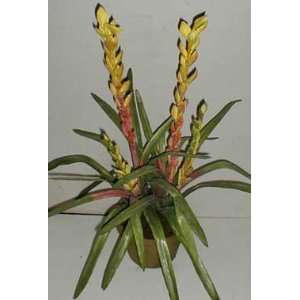  DOUBLE Potted Tillandsia (Bromeliad) Plant