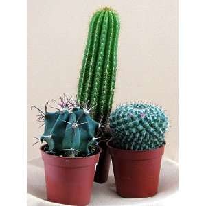  Instant Cactus Collection 5 Different Plants 3 pots 