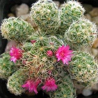 Pincushion Cactus Mix 50 Seeds   Mammillaria Mix Patio 