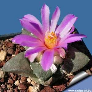   Fissuratus v Lloydii Cactus Seeds   20 Seeds Patio, Lawn & Garden