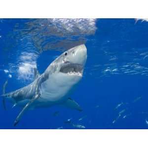  Great White Shark (Carcharodon Carcharias), Guadalupe 
