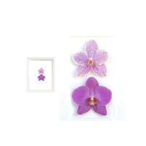  Framed New Zealand Phalaenopsis Orchid