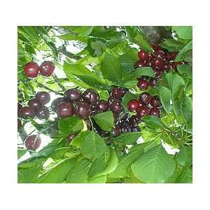  Northstar Dwarf Pie Cherry Tree Seeds *Tested for Proper 
