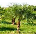 Ptychosperma lineare Palm tree 25 seeds