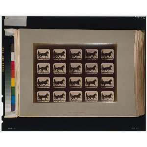   ,animals,motion,Eadweard Muybridge,c1881 