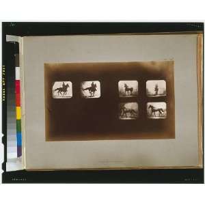   ,movement,Eadweard Muybridge,CA,c1881 