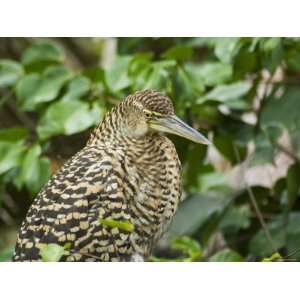  Juvenile Tiger Heron, Tortuguero National Park, Costa Rica 