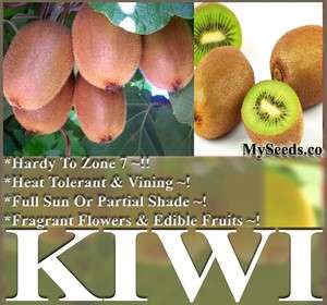 50 Kiwi Fruit Seeds Chinese Gooseberry, Actinidia chinensis Vining 