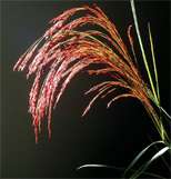 Ruby Silk Love Grass Seeds ~ beautiful Ornamental Grass  