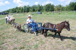 Horse Drawn Sports Chair complete with harness & chair  