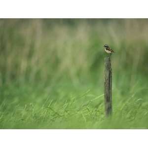  Small Bird Perched on an Old Fence Post in a Grassy Field 