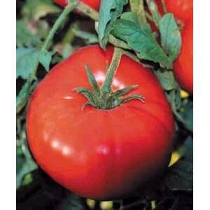   Goliath Hybrid Tomato 4 Plants   Majestic Fruits Patio, Lawn & Garden