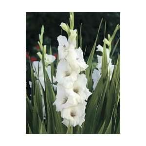  Gladiolus   White Prosperity Flower Bulbs Patio, Lawn 