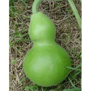  20 BIRDHOUSE GOURD (Hard Shelled Gourd / Calabash 