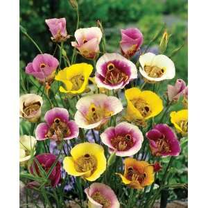  Tulip Mix   Grow Tulips and attract butterflies with this 10 bulb 