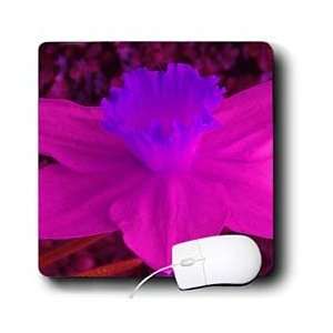     Easter Purple Pink Jonquil Flower   Mouse Pads Electronics