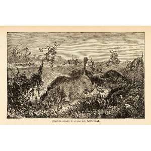  1880 Wood Engraving Wild Boar Hunting Guns Ulysses Grant Dogs 