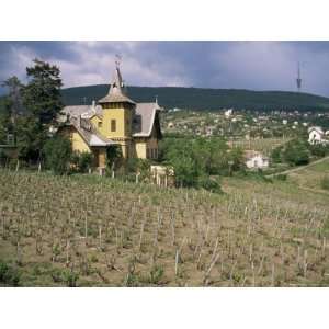 Vineyard (Grapes for Mainly Red Wine), in Mecsek Hills South of Pecs 