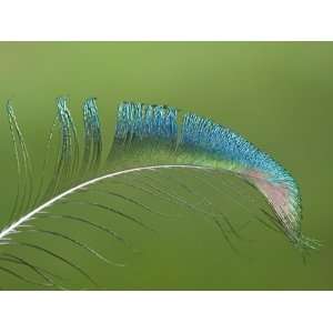  Close Up of an Iridescent Indian Peafowl Feather, Pavo 