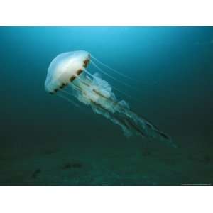  Compass Jellyfish, Aran Islands, Ireland Photographic 