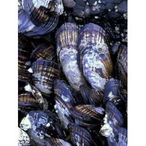  California Mussels at Tongue Point, Salt Creek State Park 