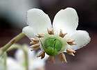 wintergreen plants  