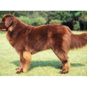  Brown Newfoundland Standing in Show Stack / Pose Premium 