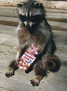 Raccoon Eating Cracker Jacks