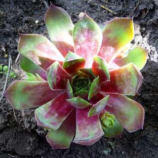SEMPERVIVUM COLLECTION HEN AND CHICK PLANT 10 BARE ROOT  