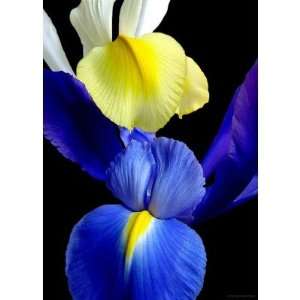  Blue Yellow Iris Flowers 4b Greeting Card Health 