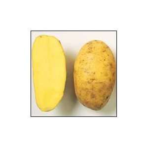 Yellow Finn Potatoes   6 lbs. Grocery & Gourmet Food