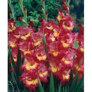  Far West Gladiolus   10 Bulbs   Bright Red & Gold Patio 