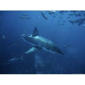 Great White Shark, Swimming, South Australia Photographic 