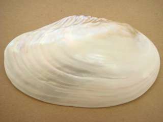 WHITE GIANT POLISHED MUSSEL DISH SEA SHELL #7048  