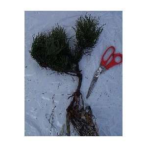  Mugo Pine Tree Seedling Patio, Lawn & Garden