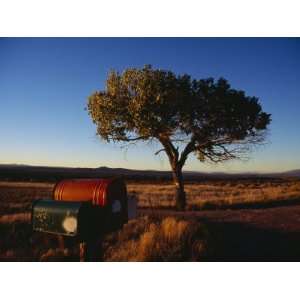 Lone Tree Stands in the Desert Grass along Highway 68 Photographic 