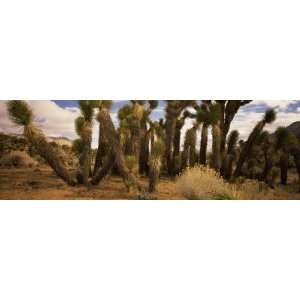 Joshua Trees in a Landscape, Walker Pass, Kern County, California by 